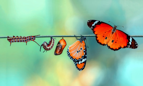 Métamorphose du papillon